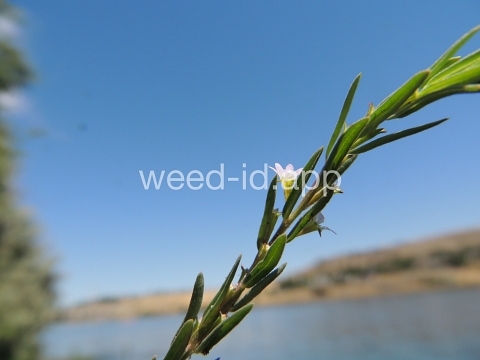 loosestrife, hyssop